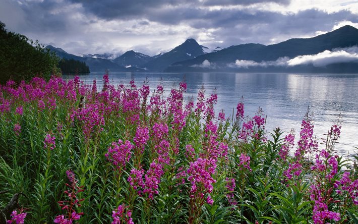 blommor, strand, sjön, nationalpark, kenai-fjordarna, alaska, usa
