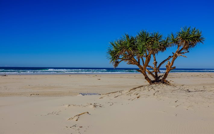la playa de palma, mar, paisaje