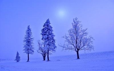 en invierno, los árboles, el crepúsculo