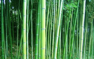 forêt de bambous, d'arbres