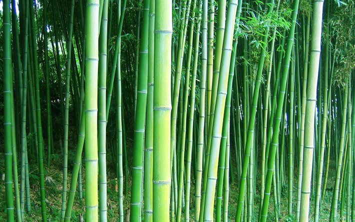 숲, bamboo, 트