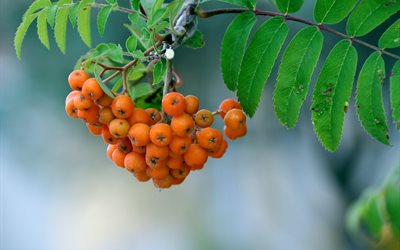 gröna, macro, sucursal, rowan, leaves