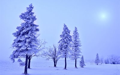 bäume, baum, winter, driften