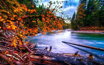 foresta, autunno, fiume, washington, usa, riserva, fiume snoqualmie