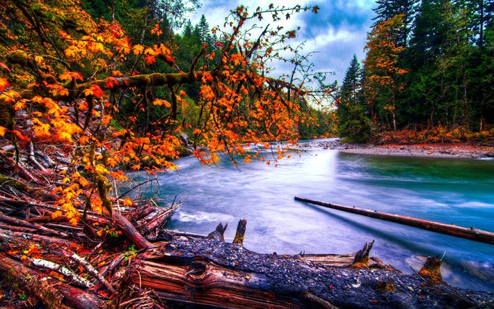 الغابات, الخريف, نهر, واشنطن, الولايات المتحدة الأمريكية, الاحتياطي, سنوكوالمي النهر