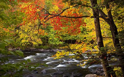 rivière extang, de l'ontario, de la nature, etats-unis, de la rivière oxtongue, automne, parc algonquin, en ontario