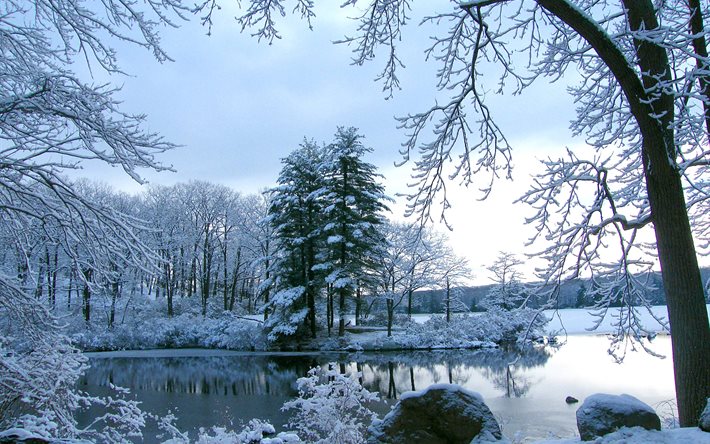 kış, göl, ağaçlar, kar sürükleniyor