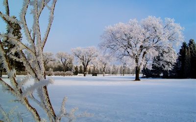 neve, inverno, alberi, parco, brina