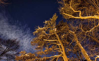der himmel, die bäume, nacht, natur