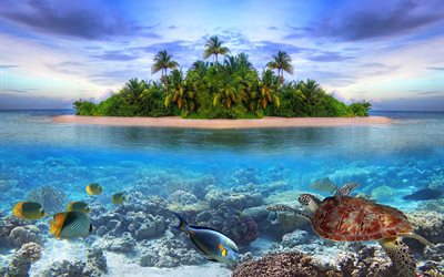 उष्णकटिबंधीय द्वीप, समुद्र, समुद्री जीवन, मालदीव