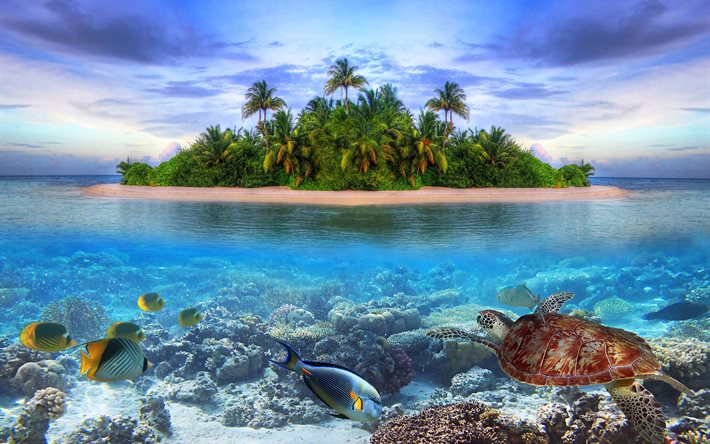 trópicos, ilha, mar, vida marinha, maldivas