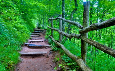 trail, la piste, la main courante, la forêt, les étapes