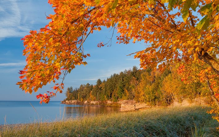 الأشجار, البحيرة, ميشيغان, الخريف