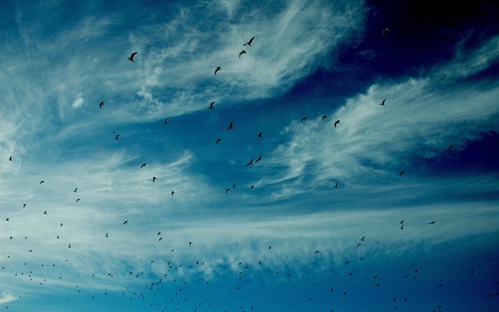 the sky, clouds, birds, nature