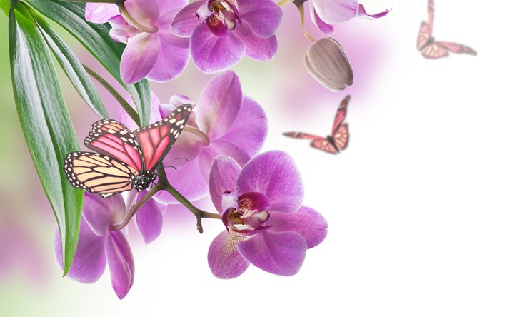 fiori, orchidee, farfalle, macro