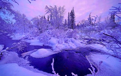 kış, ağaçlar, kar sürüklenir, nehir