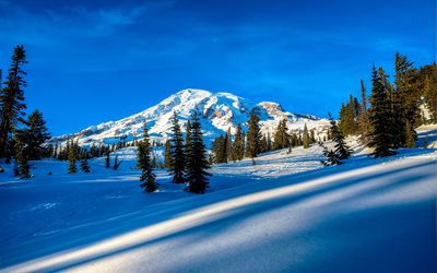 الثلوج, شجرة, الشتاء, الحديقة الوطنية, الأشجار, جبل رينييه, الجبال, الولايات المتحدة الأمريكية