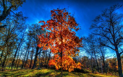 der himmel, die bäume, park, herbst, landschaft, hdr