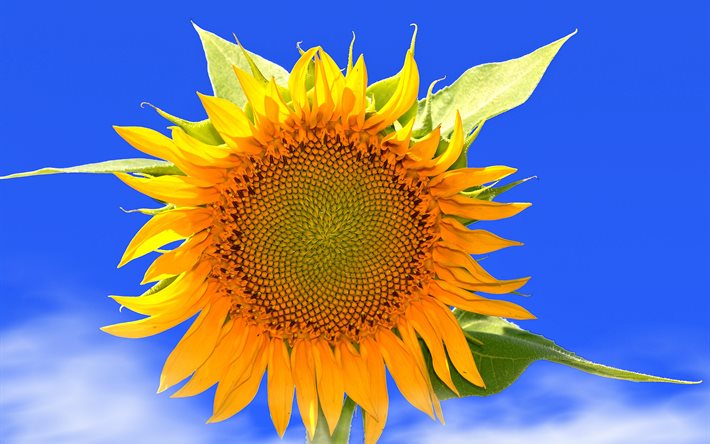 el cielo, de girasol, flor