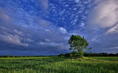 le ciel, les nuages, les arbres, les champs, la soirée