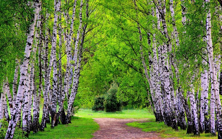 trees, road, nature, birch, summer, birch grove