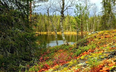 il lago, la lapponia, foresta, erba, finlandia, autunno, lapponia