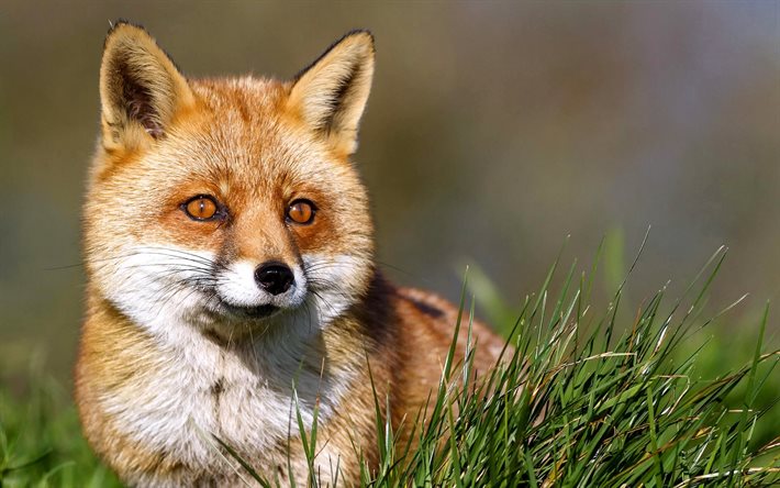 muzzle, red, animal, view, fox, summer, grass