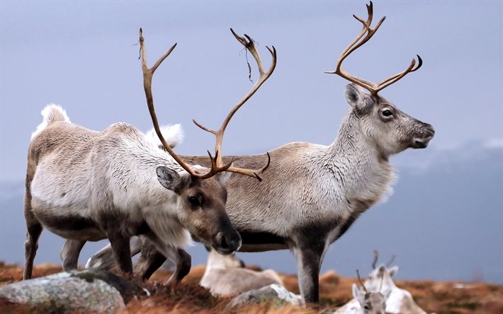 cairngorms, reindeer, le parc national de cairngorms