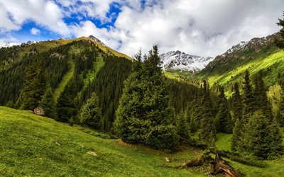 altyn-arashan, des montagnes, des gorges, au kirghizistan, les arbres