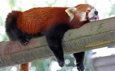 red panda, log, sleep, firefox, language