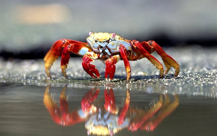 reflection, shell, eyes, claws, sand, crab, water