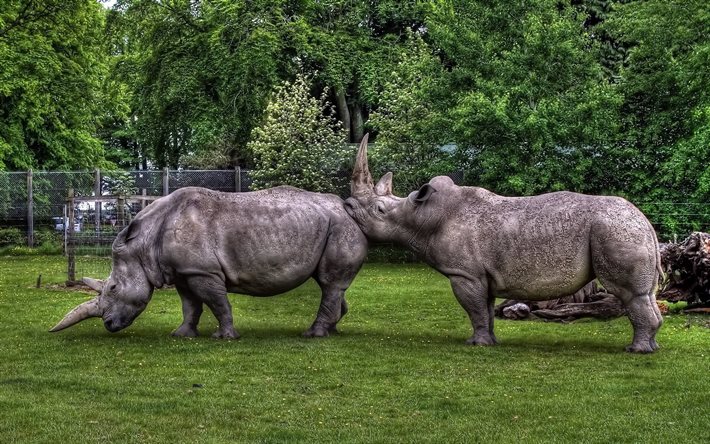 العشب, زوج, وحيد القرن, حديقة الحيوان