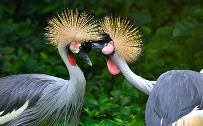 pair, love, cranes, mating games