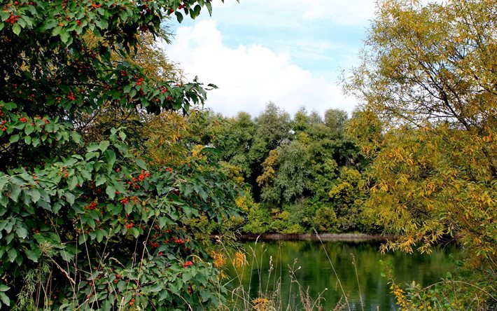 the bushes, the lake, rowan, russia, autumn, trees