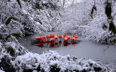 kış, orman, flamingo, kar, göl