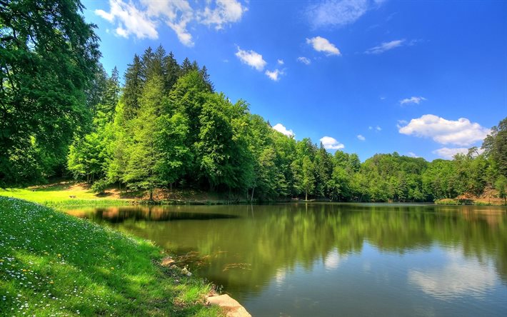 the pond, the river, shore, summer, grass, trees