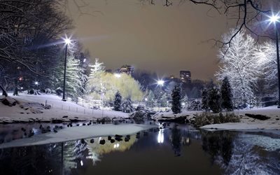 taxas, parque, árvores, neve, noite, inverno