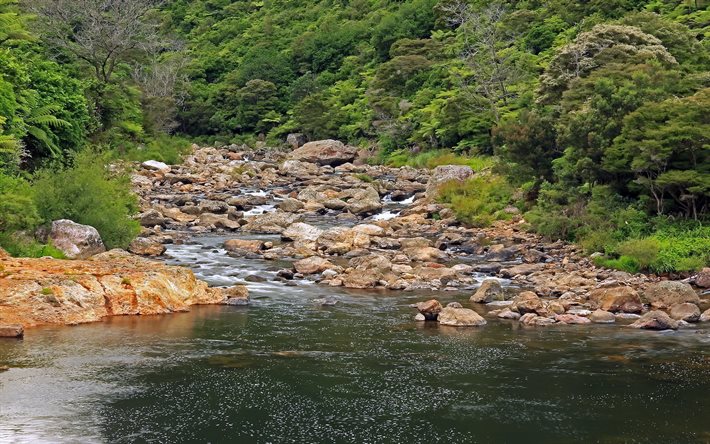 stream, waikato, stones, river, forest, new zealand