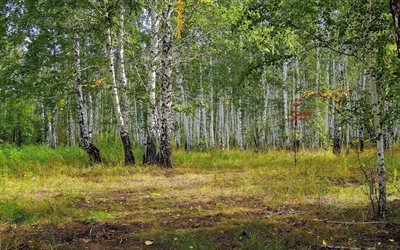 träd, gräs, björk, skog, ryssland, björklund