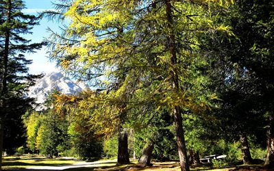 italy, trees, south tyrol, park