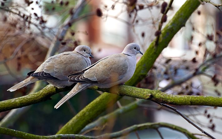branches, pair, pigeons, wild pigeons