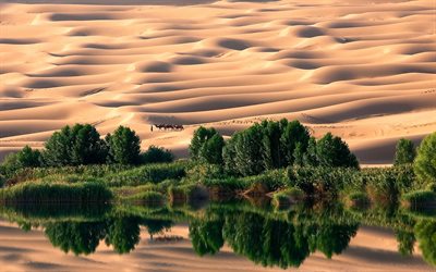autiomaa, dyynit, järvi, puut, hiekka, libya, keidas, karavaani