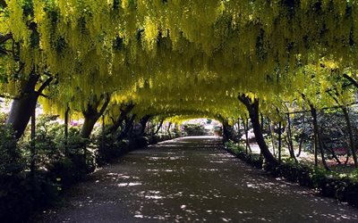 garden, wisteria, road, the tunnel