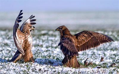 les ailes, les champs, les oiseaux, l'herbe, les aigles, la neige, la lutte