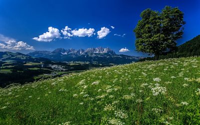 tree, meadow, mountains, flowers, alps, kitzbuhel, austria, tyrol