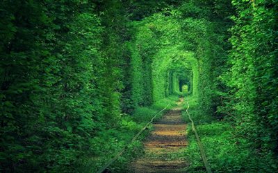 le tunnel, d'ukraine, d'arbres, le feuillage, le tunnel de l'amour, de klevan