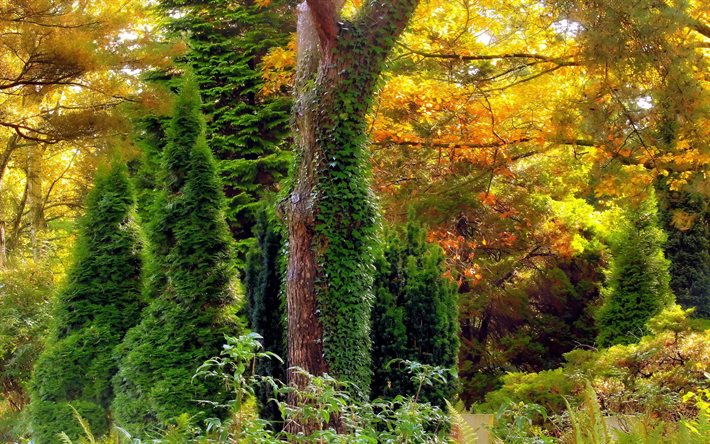 outono, cor, floresta, hera, árvores, folhas, arvoredos
