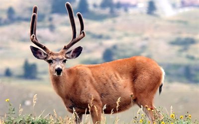 horns, nature, deer, grass
