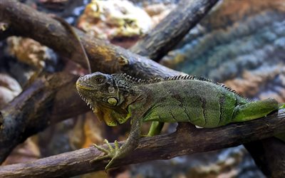 escalas, iguana, árvore, lagarto