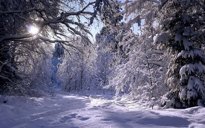 solen, skog, snö, vinter, drivor
